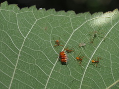 Epidaus