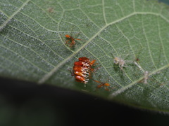 Epidaus