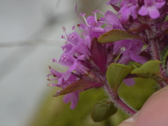 Thymus praecox polytrichus