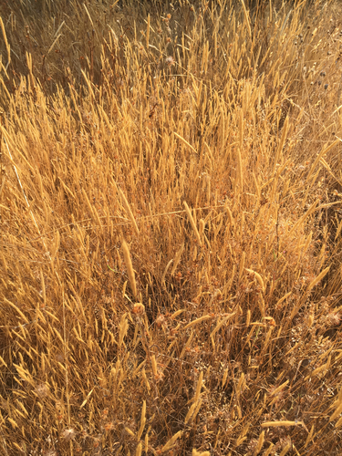 iNaturalist observation photo of Poeae