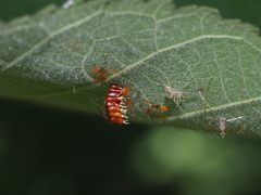 Epidaus
