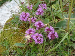 Thymus praecox polytrichus
