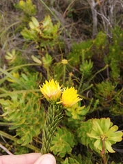 Lachnaea aurea
