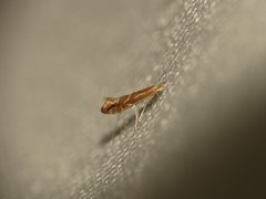 Phyllonorycter leucographella