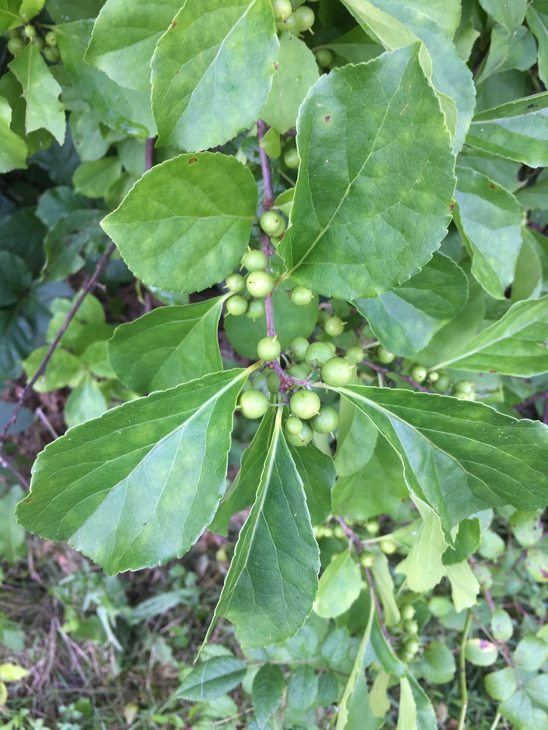 Celastrus orbiculatus, 465–517 Spruce Brook Rd, Berlin, CT, US