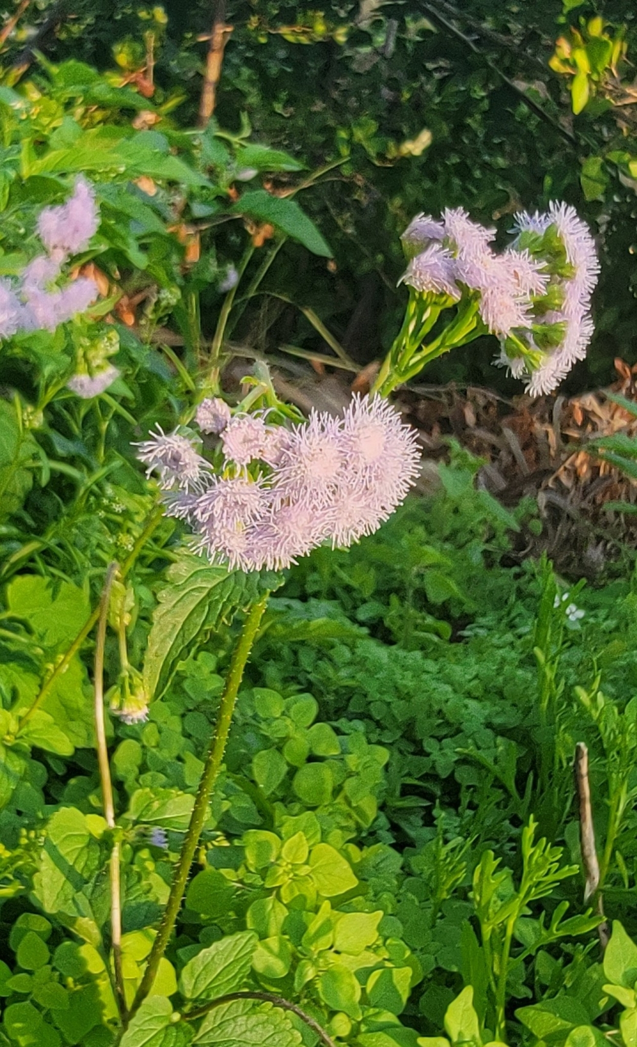 Imagem de Mistflower