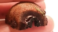 Elaphomyces muricatus