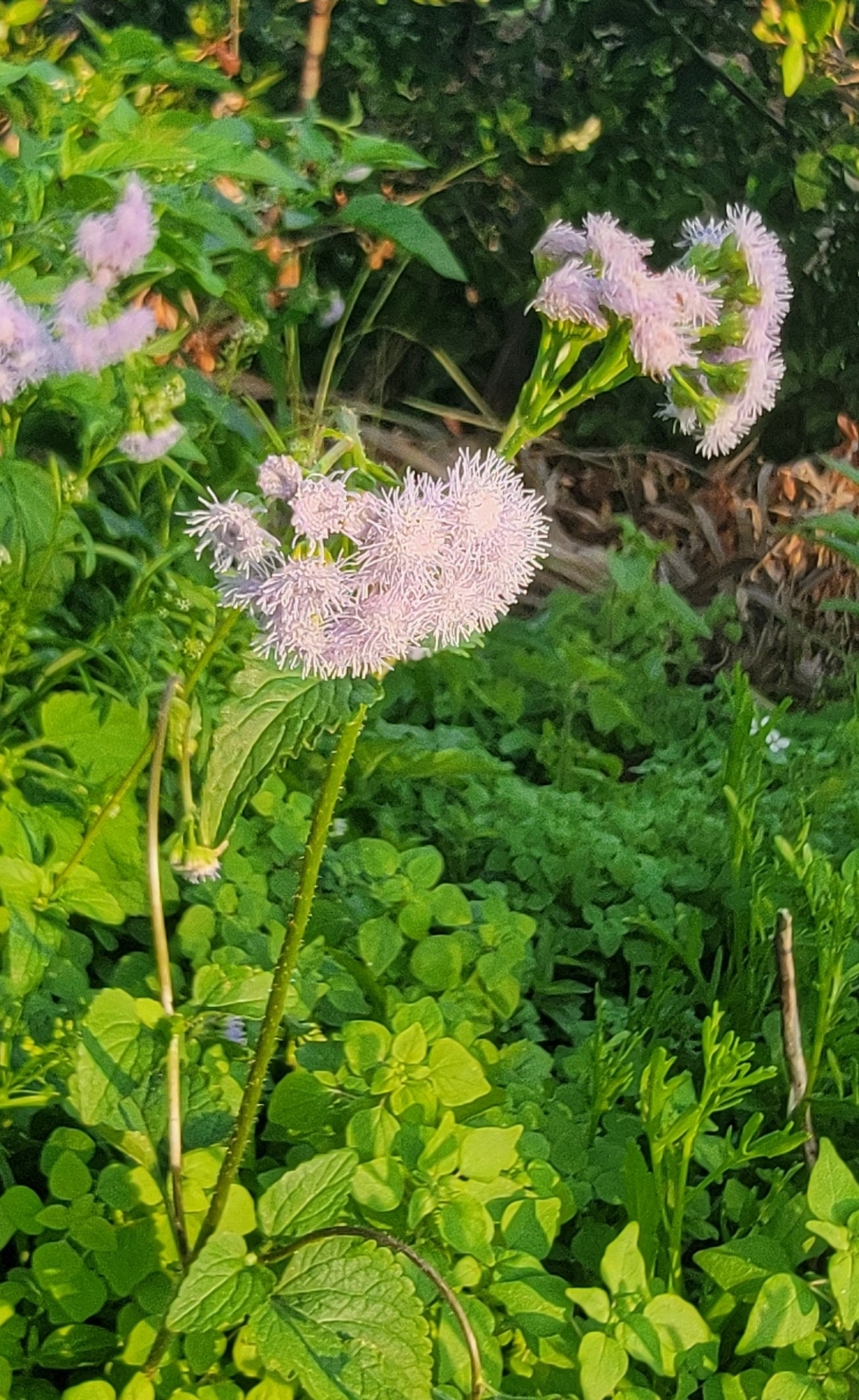 Imagem de Mistflower