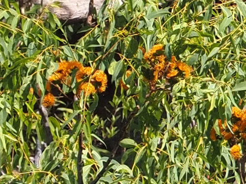 Kakadu Woollybutt (Eucalyptus gigantangion)