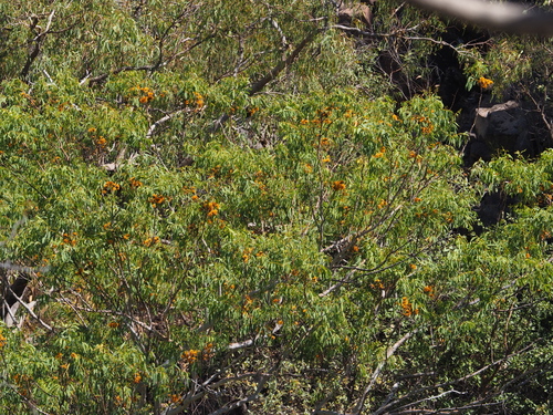 Image of Eucalyptus gigantangion by (c) gwynmwilliams, some rights reserved (CC BY)