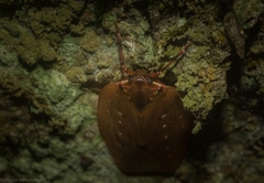 Anabunda murrayfletcheri