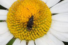 Closterotomus biclavatus