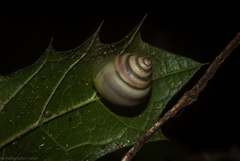 Posorites conscendens