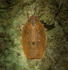 Anabunda murrayfletcheri