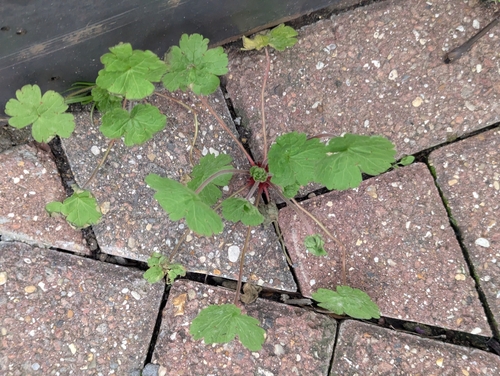 Foto de Malva-de-cheiro