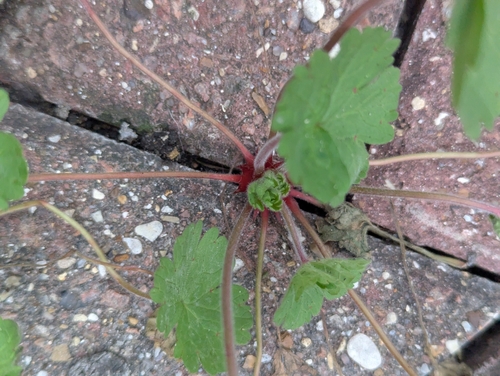 Foto de Malva-de-cheiro