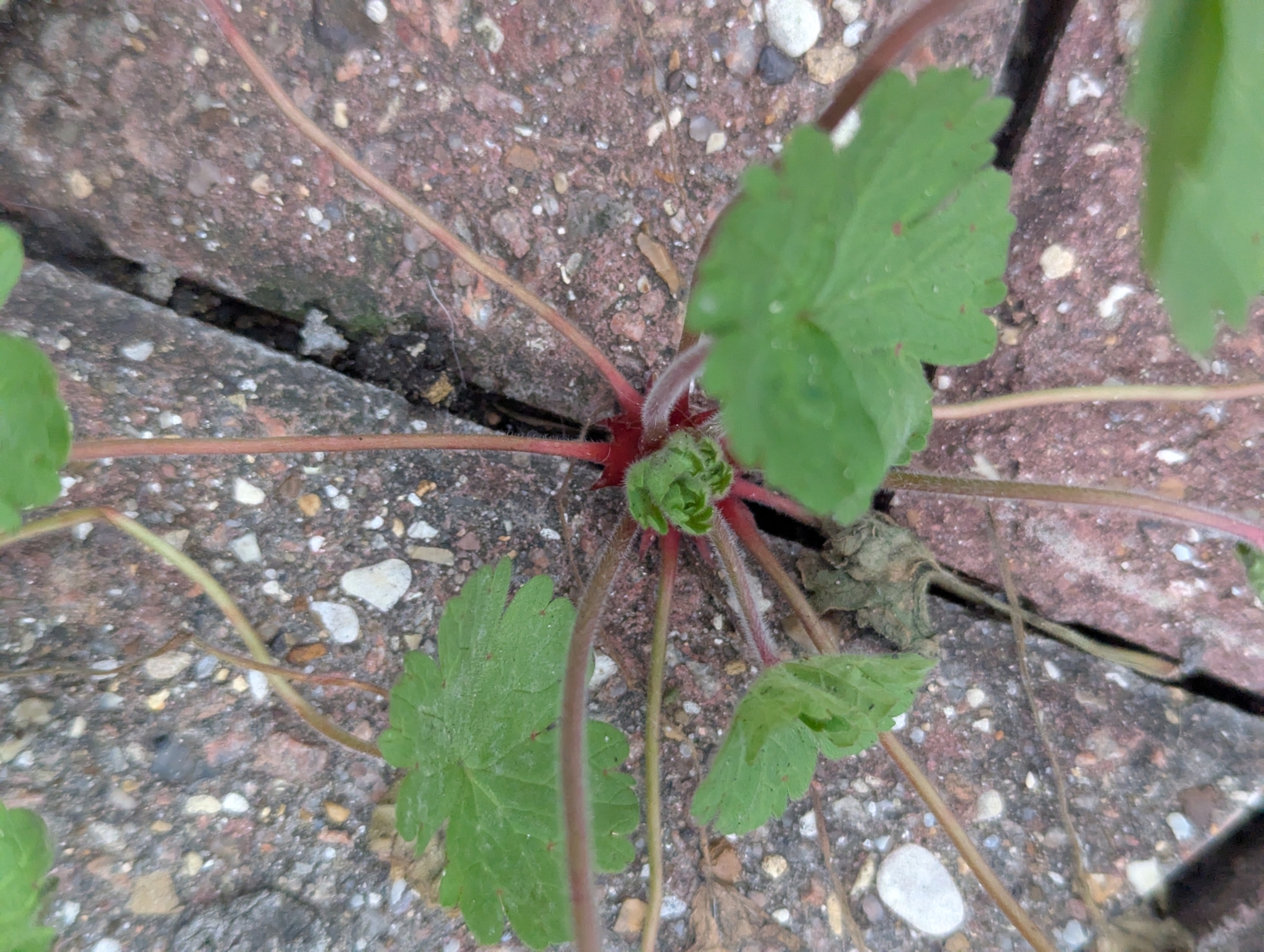 Imagem de Malva-de-cheiro