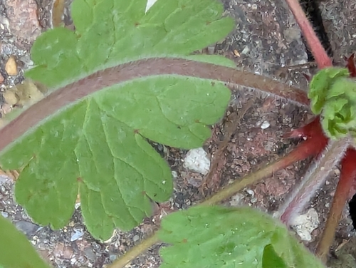 Foto de Malva-de-cheiro