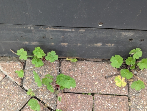 Foto de Malva-de-cheiro