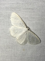 Cabera variolaria