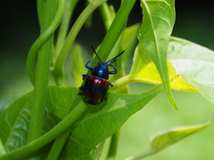 Platycorynus undatus