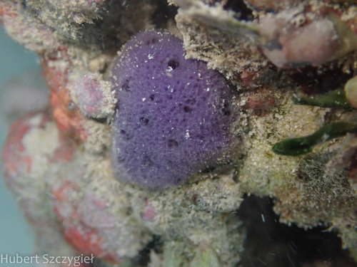 Callyspongia observed 2025-01-05