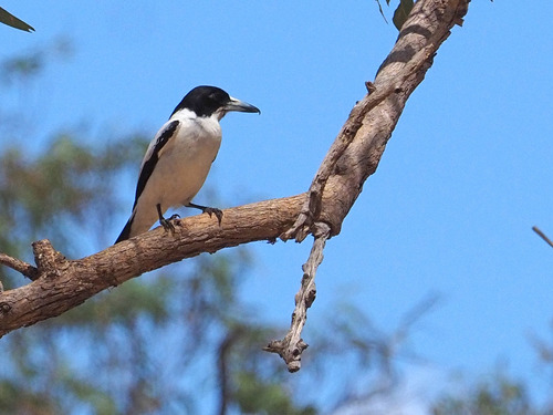 Silver-backed Butcherbird (Cracticus argenteus), photo 7