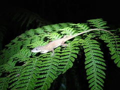 Anolis kemptoni