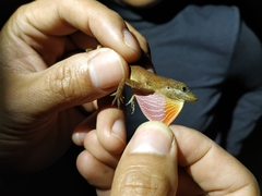 Anolis kemptoni