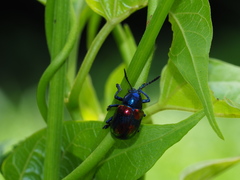 Platycorynus undatus