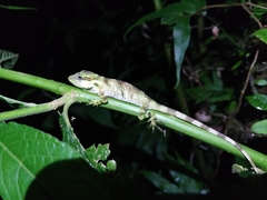 Anolis ginaelisae