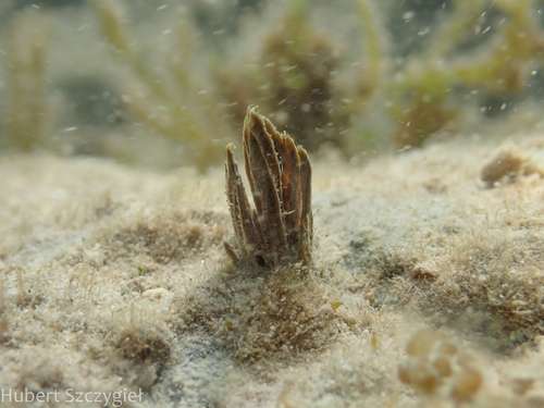 Symploca hydnoides, 2025-01-05