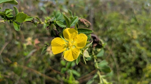 Foto de Ludwigia