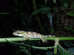 Anolis ginaelisae