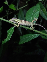 Anolis ginaelisae