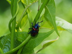 Platycorynus undatus