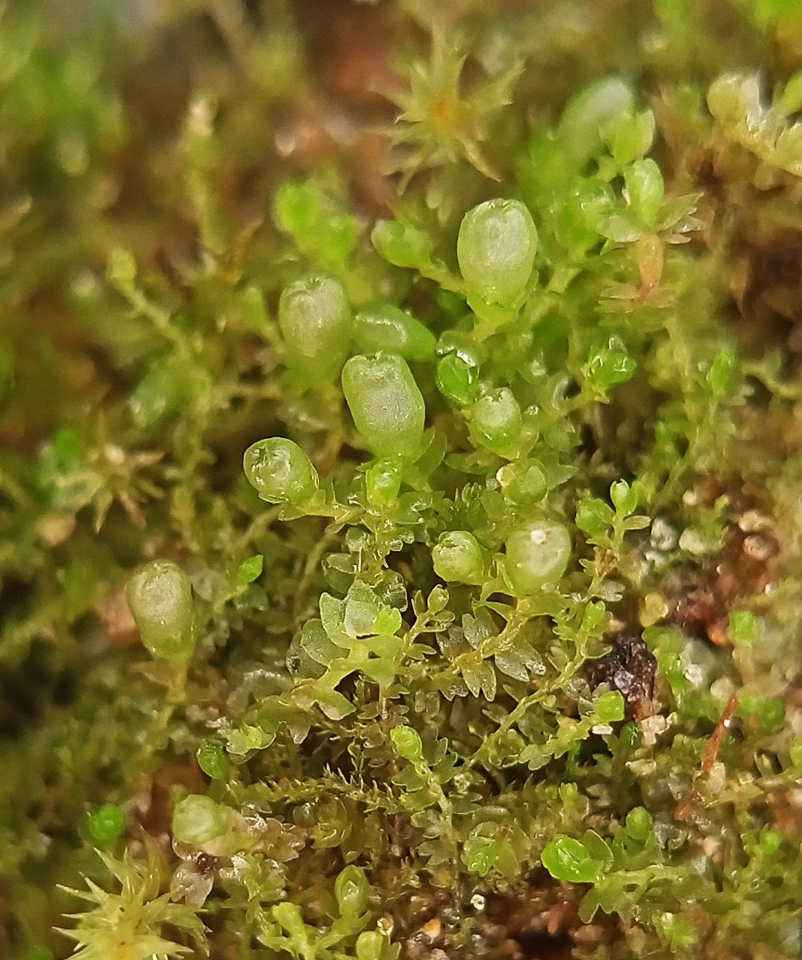 Gymnocolea inflata