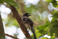 Dendrocitta formosae formosae