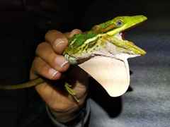 Anolis ginaelisae