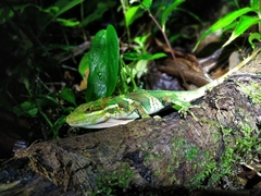 Anolis ginaelisae