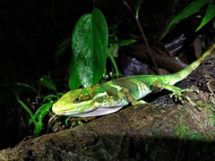 Anolis ginaelisae