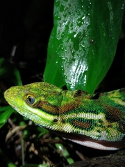 Anolis ginaelisae