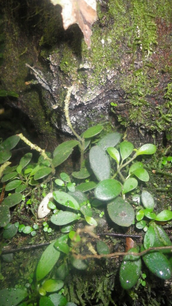 Peperomia variilimba