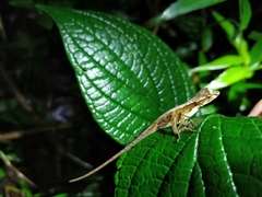 Anolis benedikti