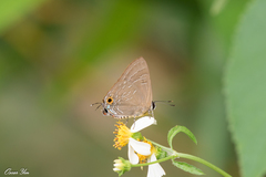 Deudorix epijarbas menesicles