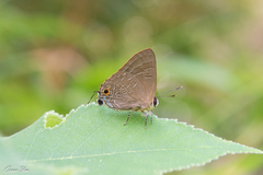 Deudorix epijarbas menesicles