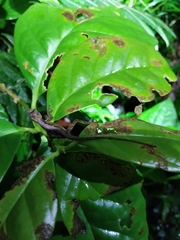Anolis benedikti