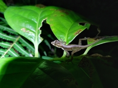 Anolis benedikti