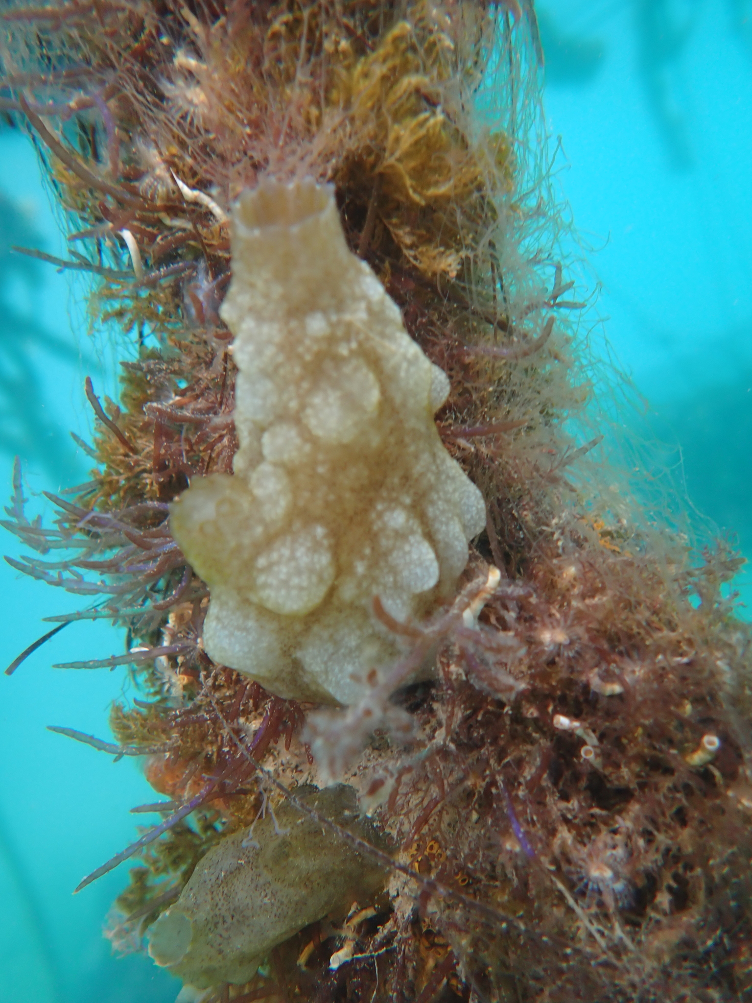 Phallusia mammillata (Cuvier, 1815)