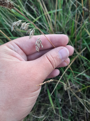 Poa pratensis iNat (3)